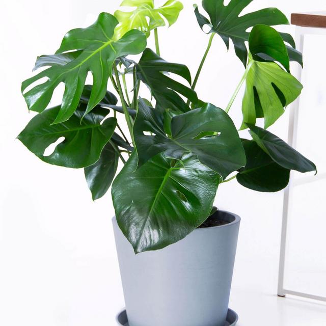 Monstera