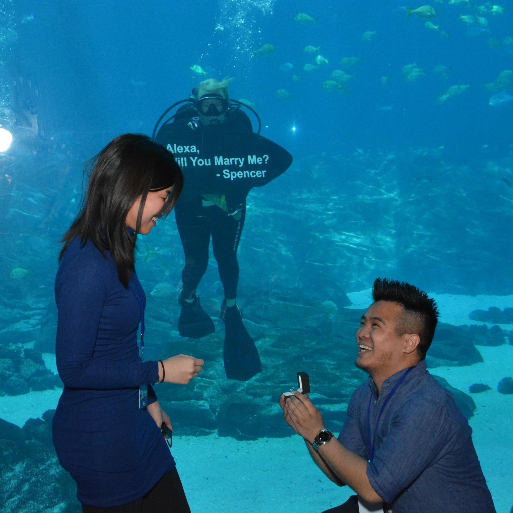 Our proposal at the Georgia Aquarium, with assistance by the scuba divers and the whale sharks! (February 2019)
To watch the proposal, copy and paste the following link: https://youtu.be/EPNZ25wqqT8