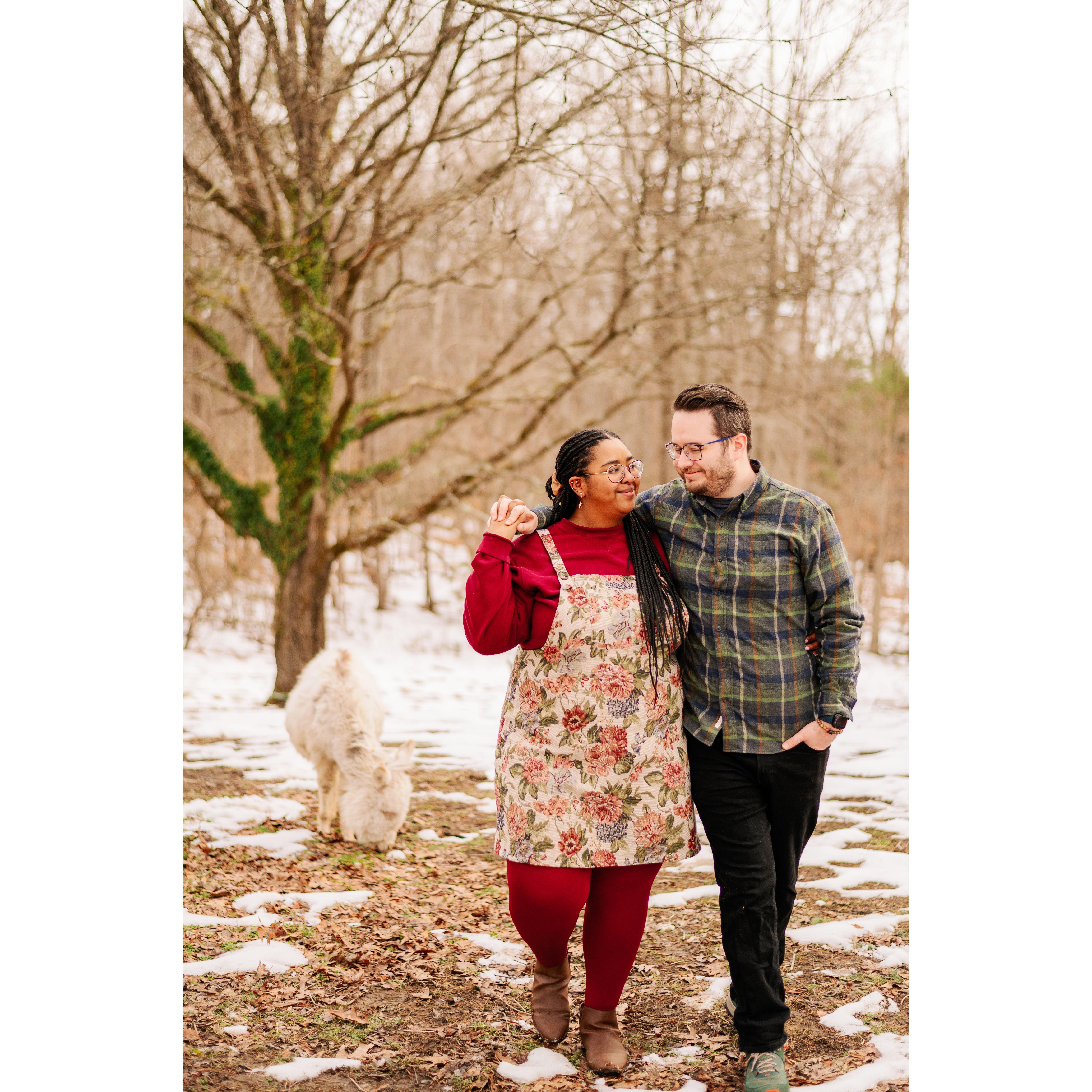 Engagement photo shoot with Mr. Buttons the donkey! Matt & Cierra love donkeys and can't wait to have a farm with their own someday (as well as lots of other animals).