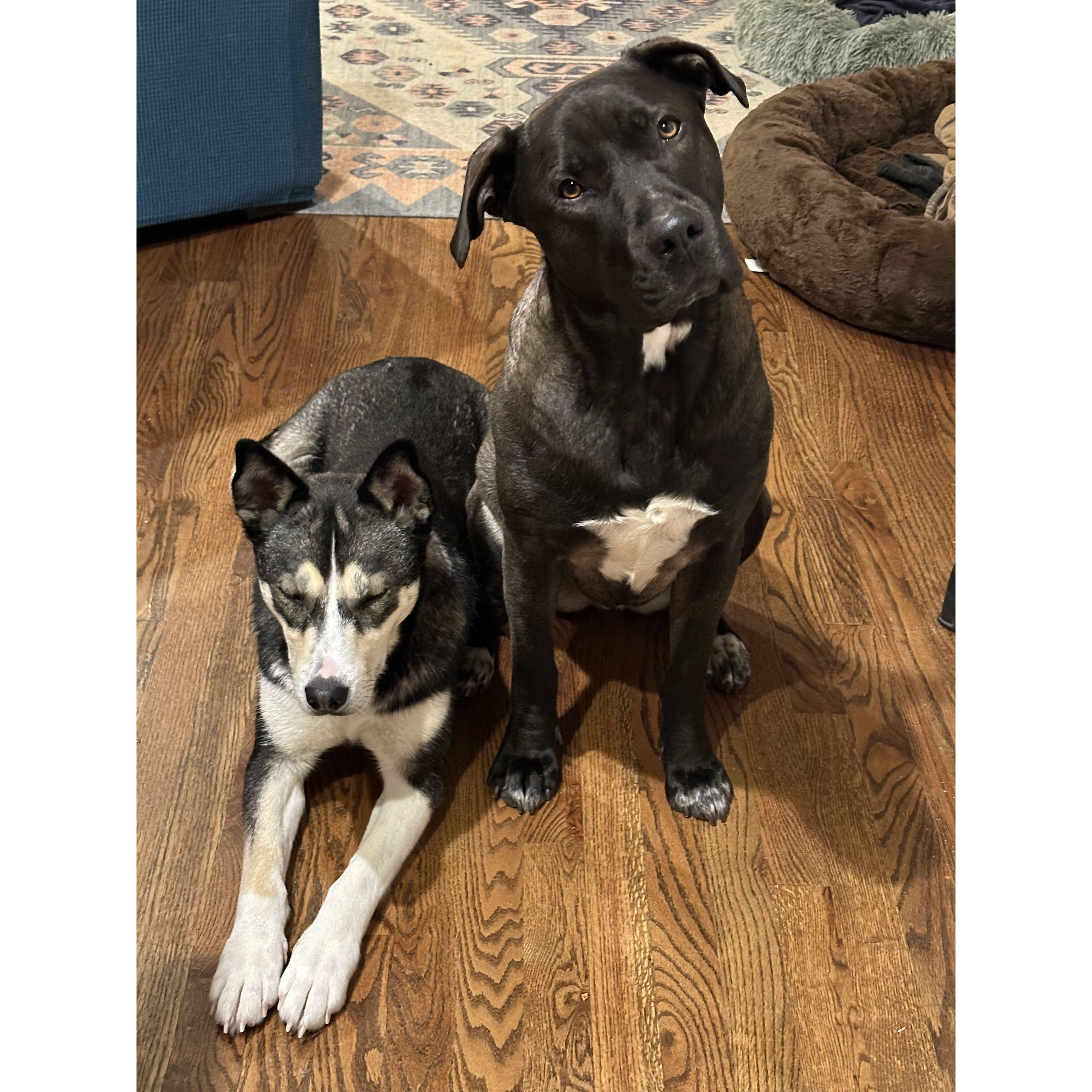 Jojo and Lou trying to get more treats.