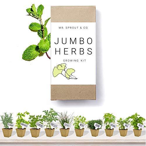 Herb Garden Starter Kit Indoor - 10 Herb Seeds for Planting Indoors in a Gardening Kit | Seed Grow Kit for Kitchen Herbs | Growing Fresh Basil Seeds Cilantro Sage Rosemary Parsley -by Mr Sprout