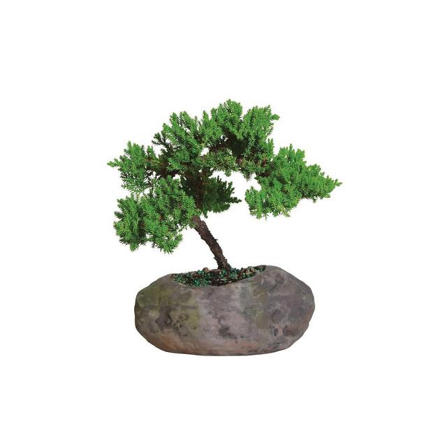 Mound Over Rock Live Houseplant Green - Brussel's Bonsai