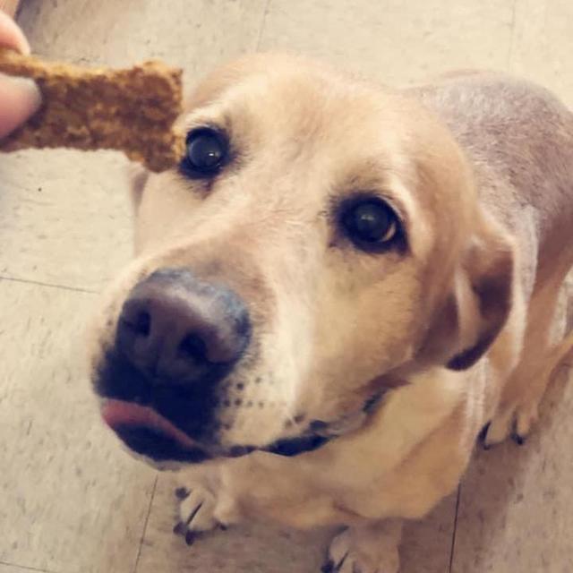 Year's Supply Of Pet Treats