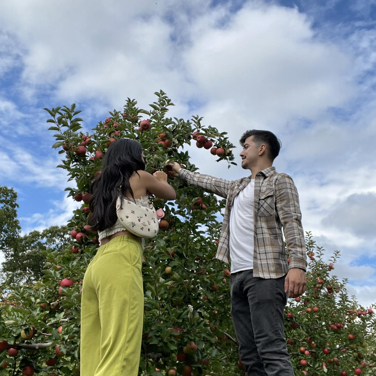 Apple picking!