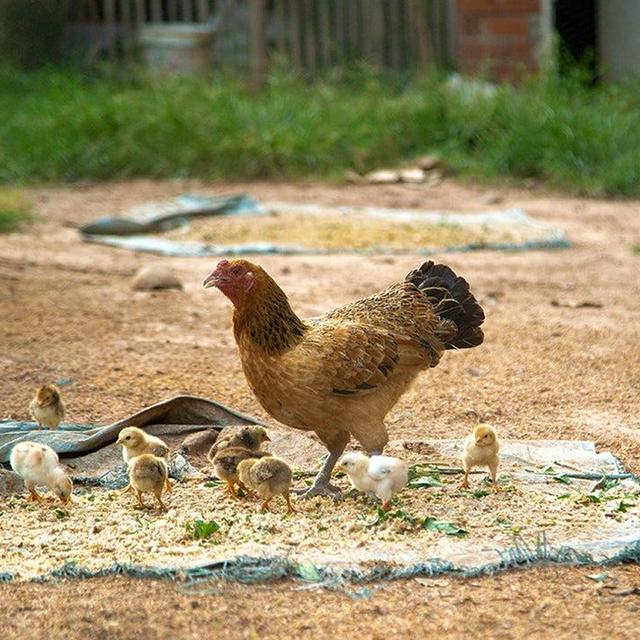 Flock of Chicks