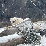 Saint Louis Zoo