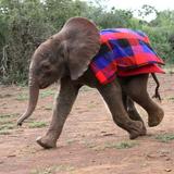Giraffe Centre & Sheldrick Wildlife Trust