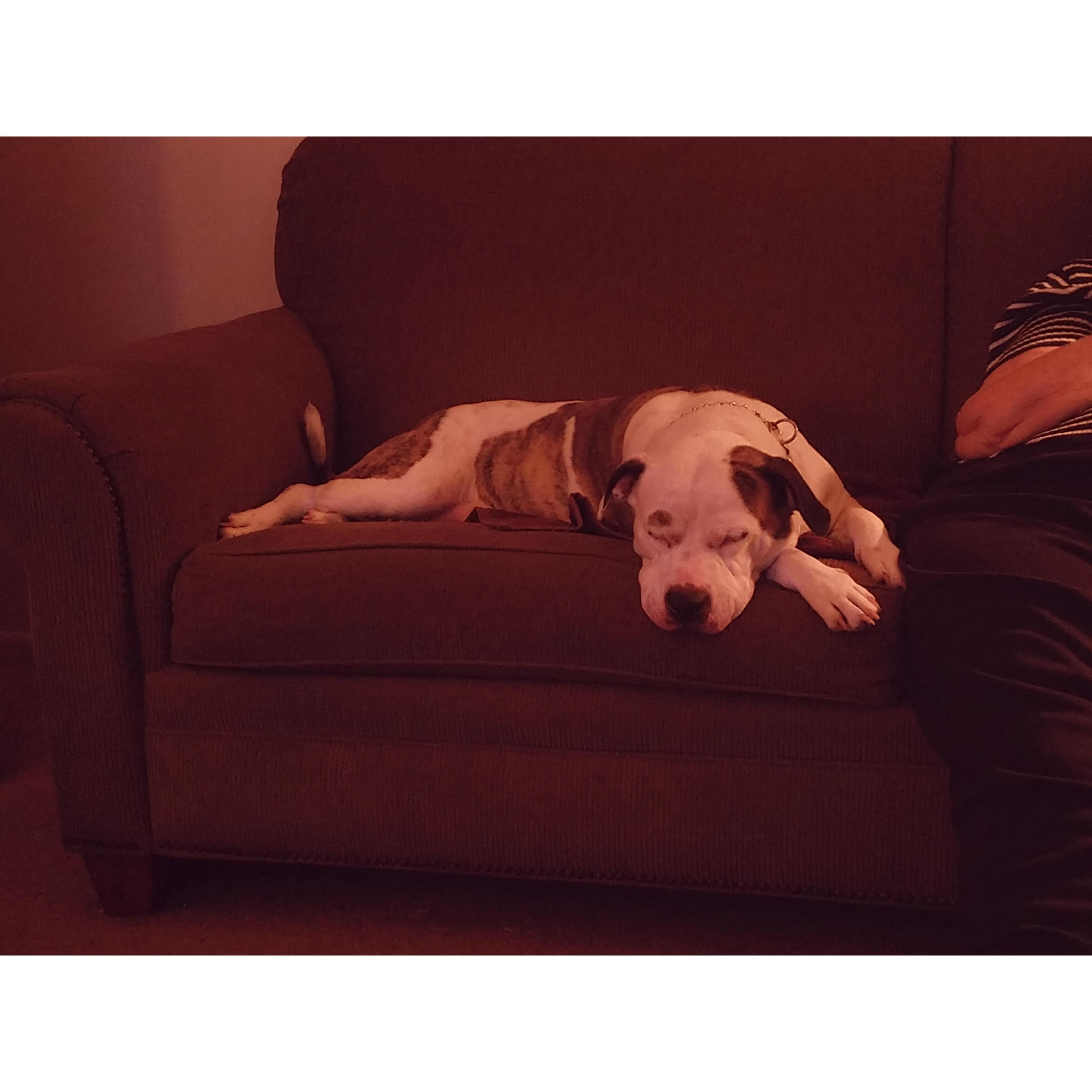 Lacey taking a snoozers!