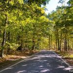 Tunnel of Trees