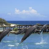 Dolphin Cove Montego Bay