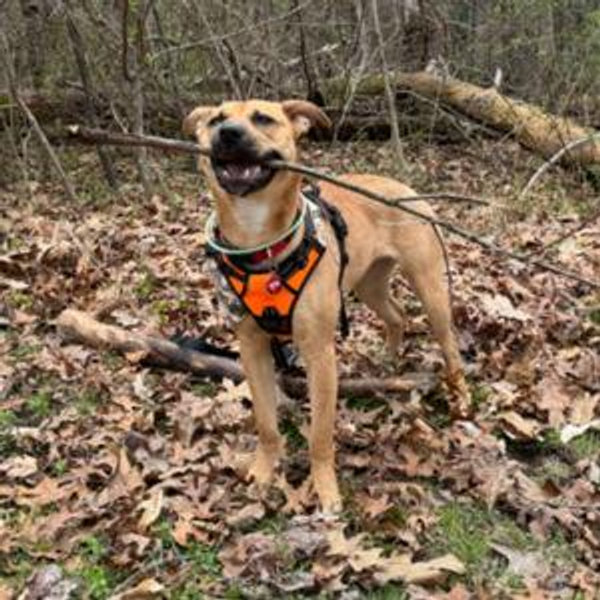 Donation to the dog shelter we adopted Rosie through