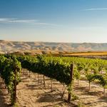 Clearwater Canyon Cellars