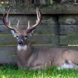 Double Diamond Deer Ranch