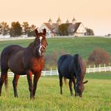 Horseback Riding Tour | The Trail Riding Company