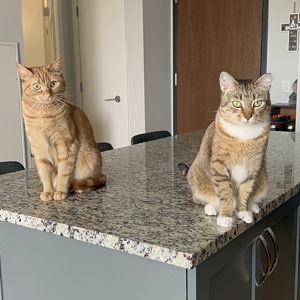 Cat Sitting Fund