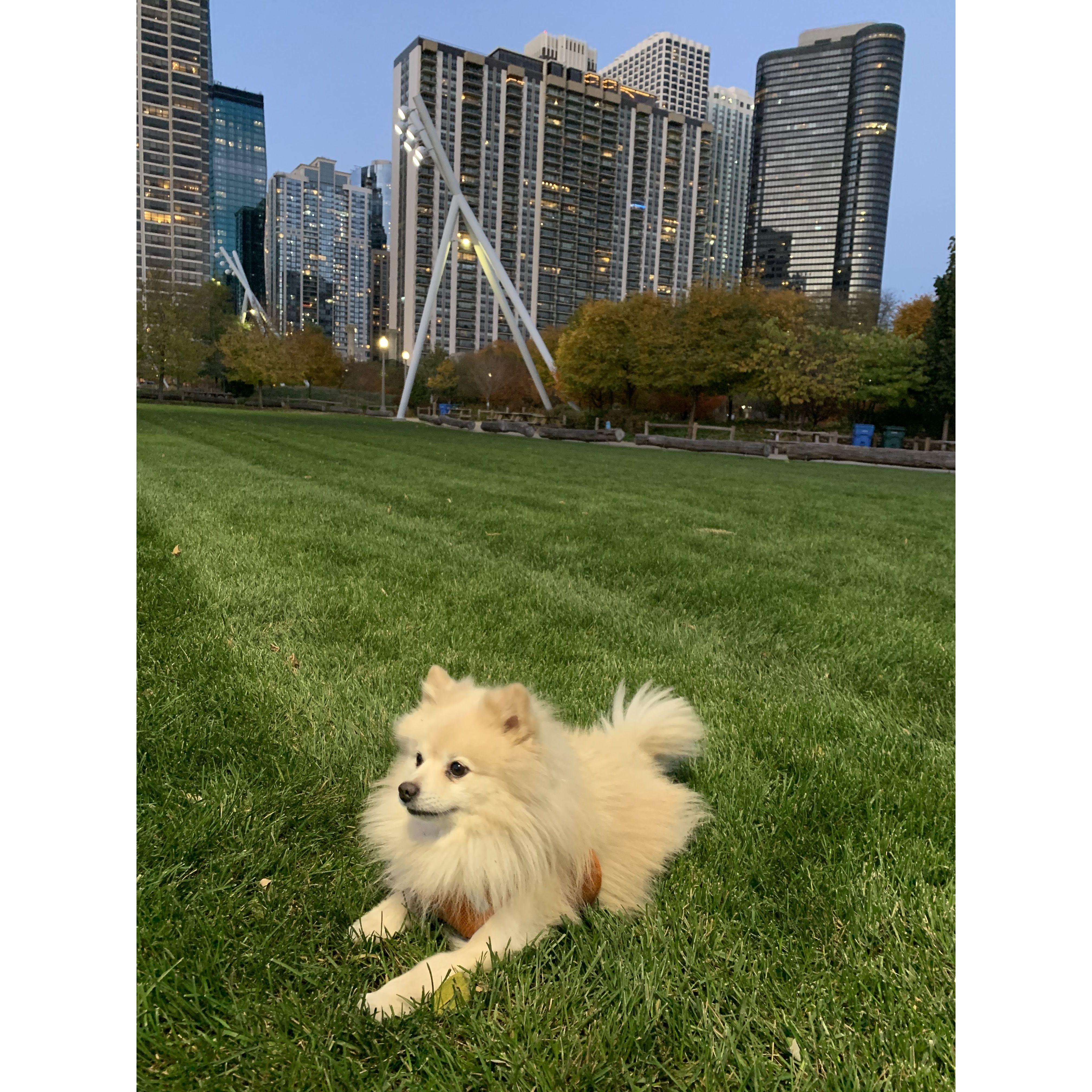 Toby in the city, 2021