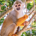 Monkey Land