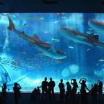 OdySea Aquarium