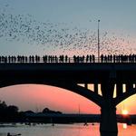 Congress Avenue Bridge