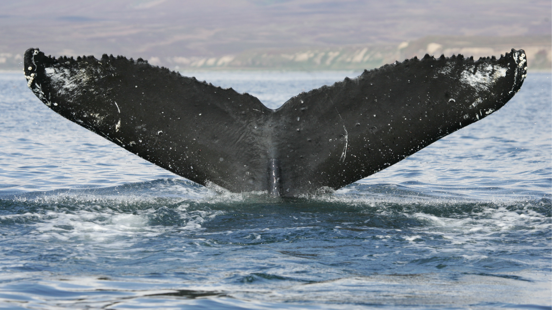 The Wedding Website of Elke Fohringer and Mark Insteness