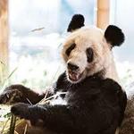Memphis Zoo