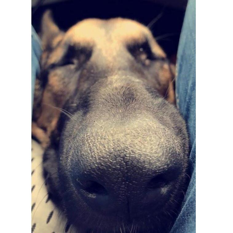 Who doesn't love a puppy nose?
