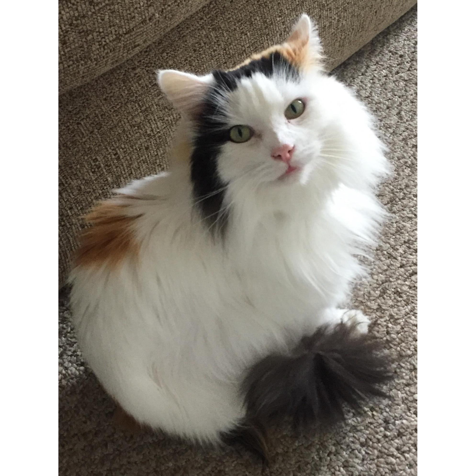 Our cat Lani