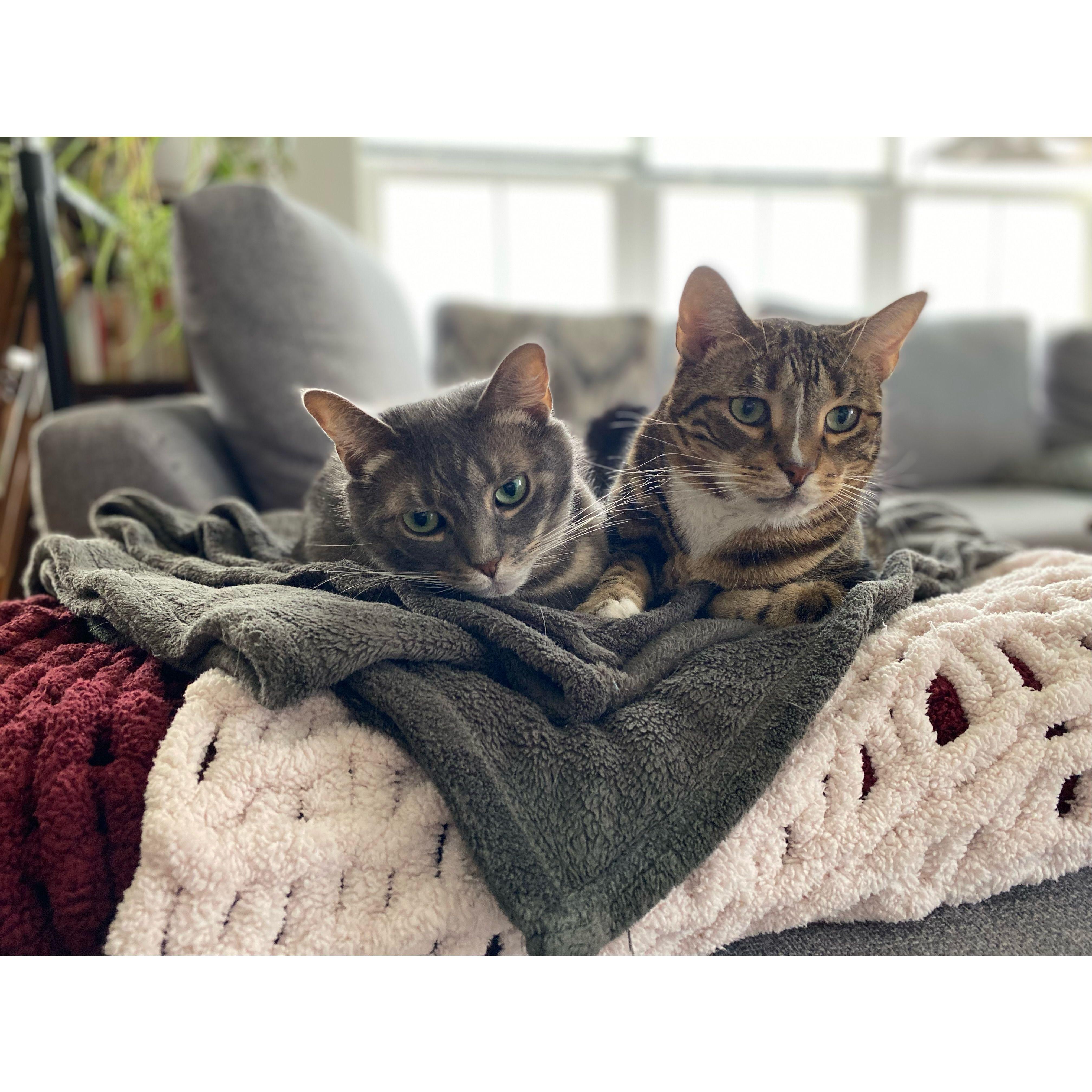 Here are our two little creatures- Jim and Michael Scott! Jim is the brown tabby looking confidently into the distance while Michael is the grey tabby looking annoyed his brother is so close to him