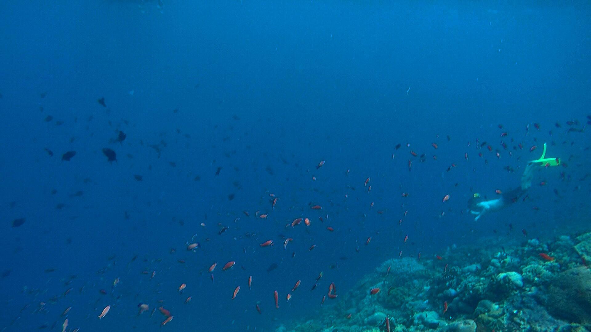 Swimming with lots of fishies in Indonesia