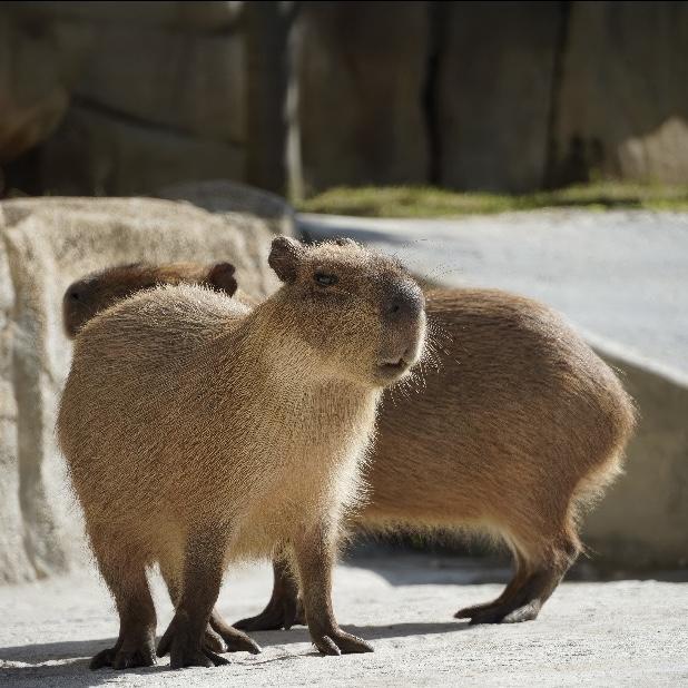 Capybara Encounter during Honeymoon