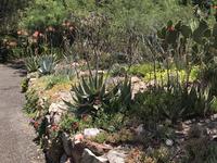 Boyce Thompson Arboretum