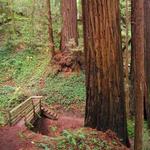 The Forest of Nisene Marks State Park