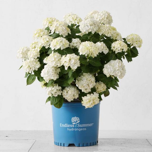Alder & Oak Hydrangea, White