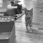 The Catio Cat Lounge