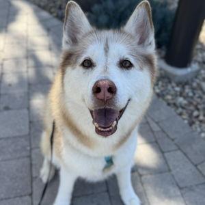 Dog Sitter for Honeymoon