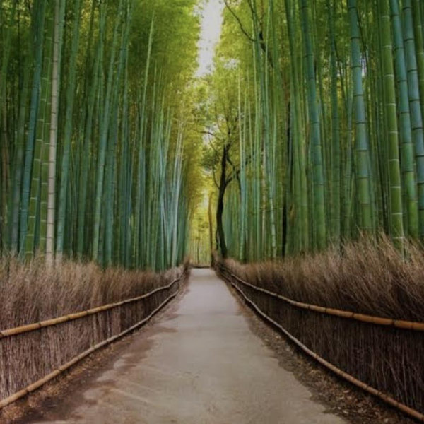Bamboo Forest Kyoto