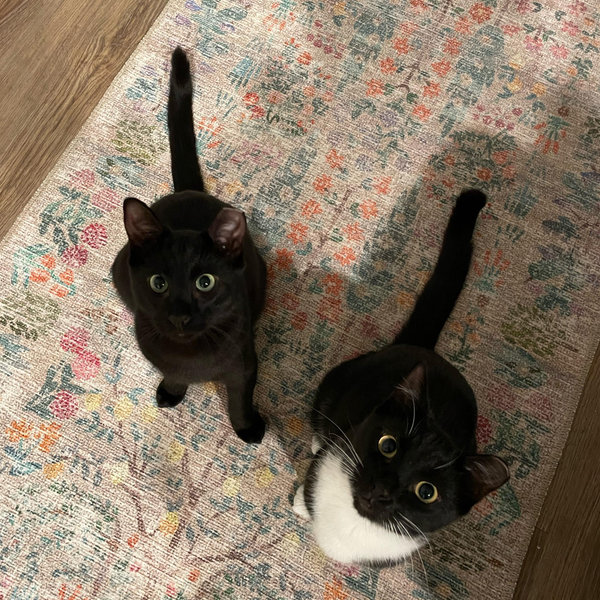 Automatic feeder (x2)
