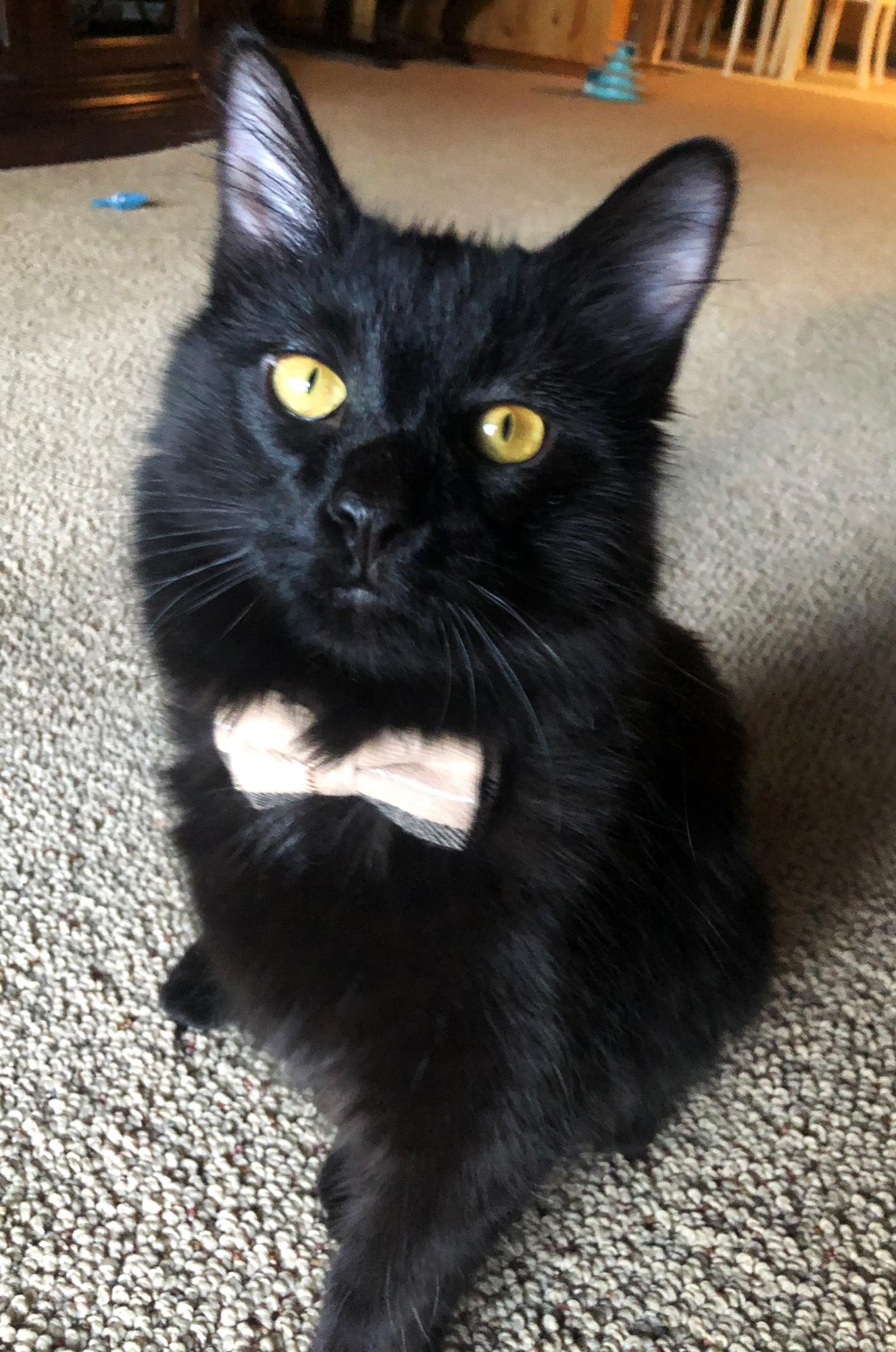 Our handsome son, Mr. Bear. Tyler wasn’t quite sure what to think about getting a cat, but I adopted Bear from an animal shelter and most of you know how special he is to us now❤️