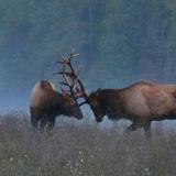 Cataloochee Valley