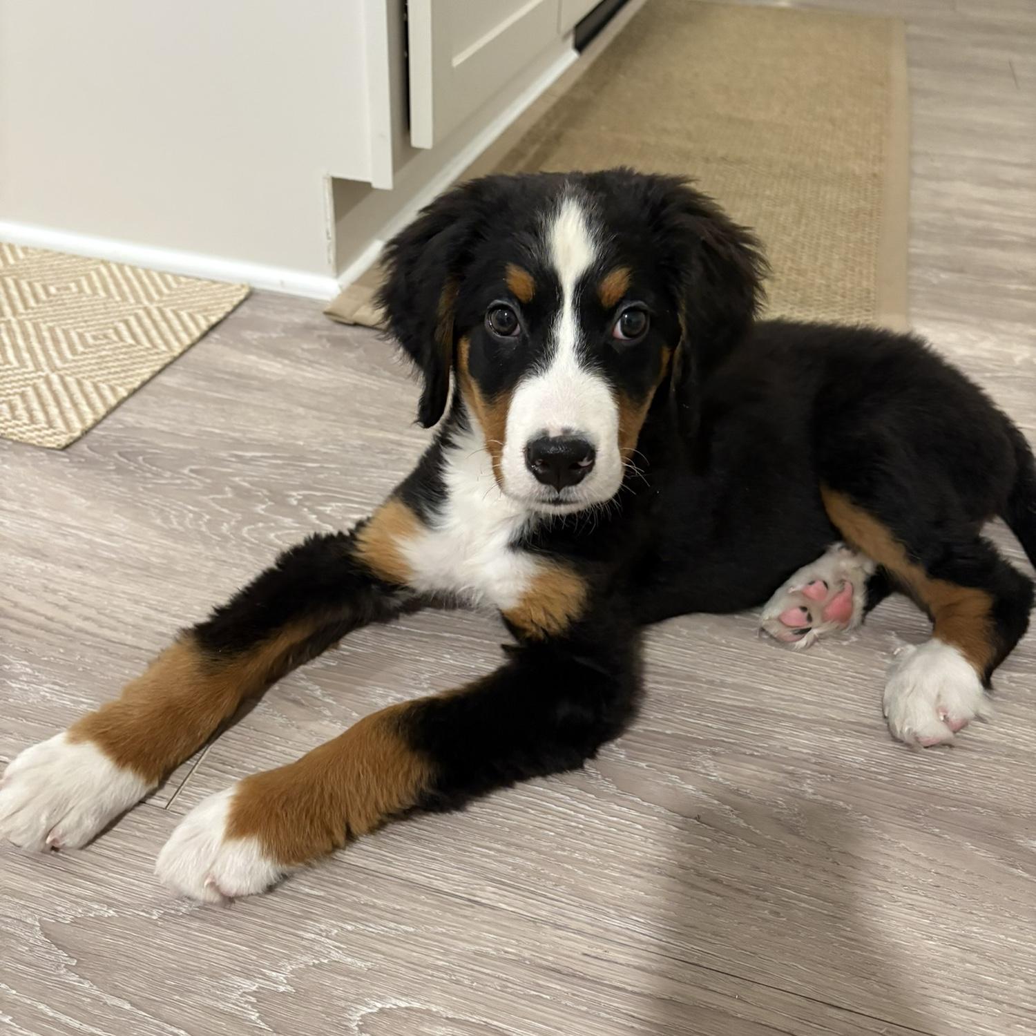Unexpected puppy purchase!! Our first child!!