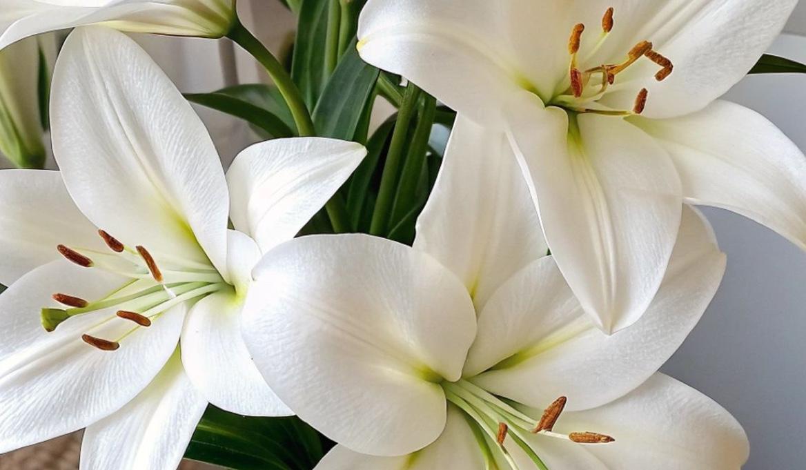 The Wedding Website of Meda Mbouyi and Fola Lawal