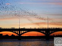 Ann W. Richards Congress Avenue Bridge