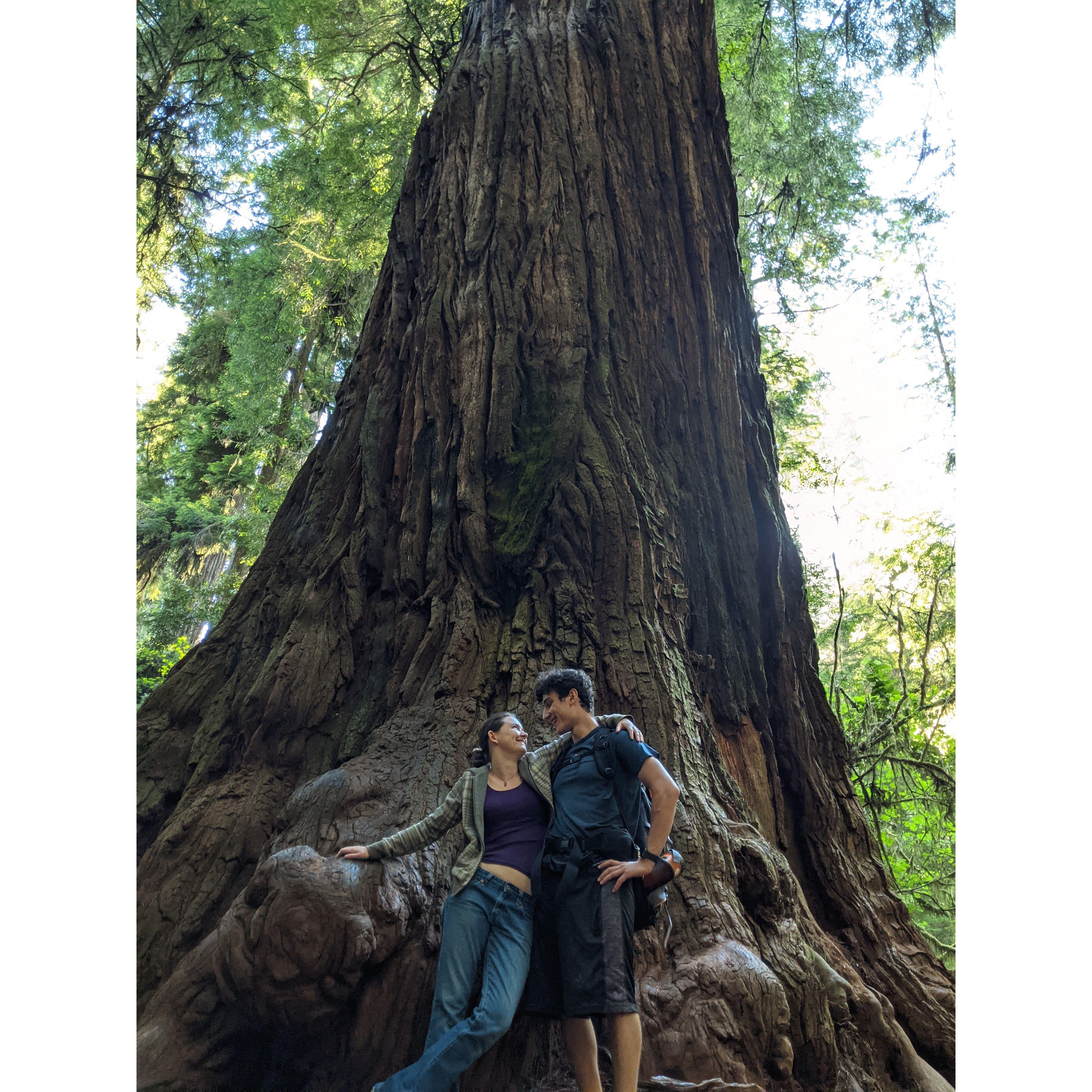 We both love the redwoods so much we *almost* got married there