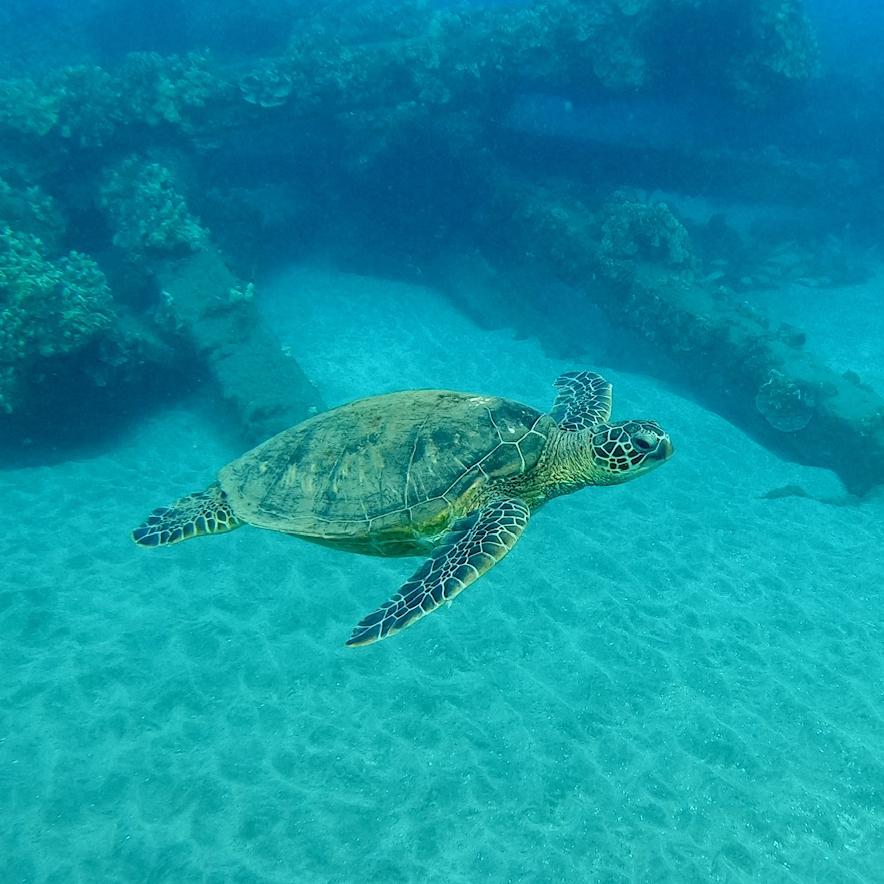 Donation to Ocean Conservancy