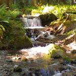 Day Trip: Olympic National Park - Staircase and Lake Cushman