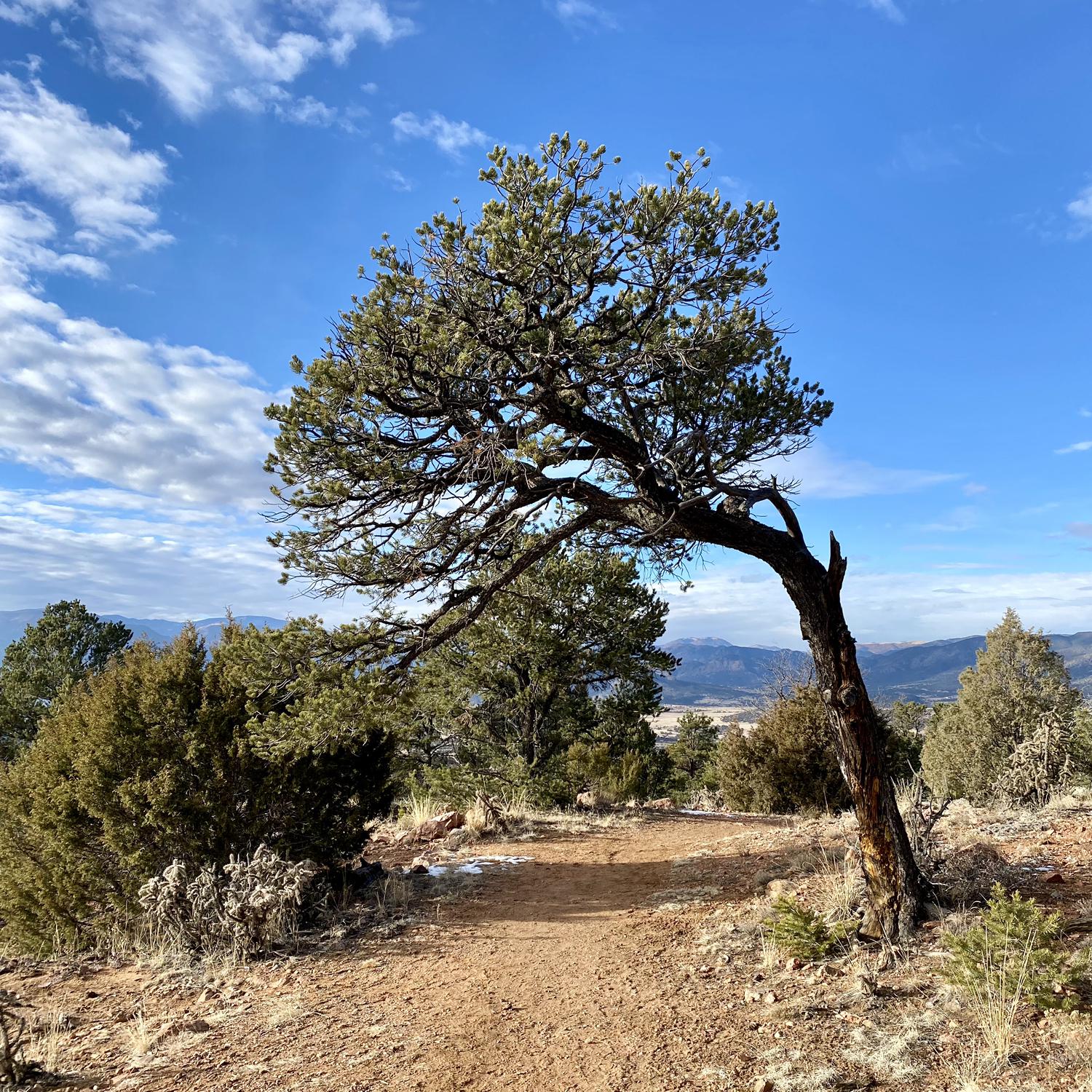 Royal Gorge overlook trail