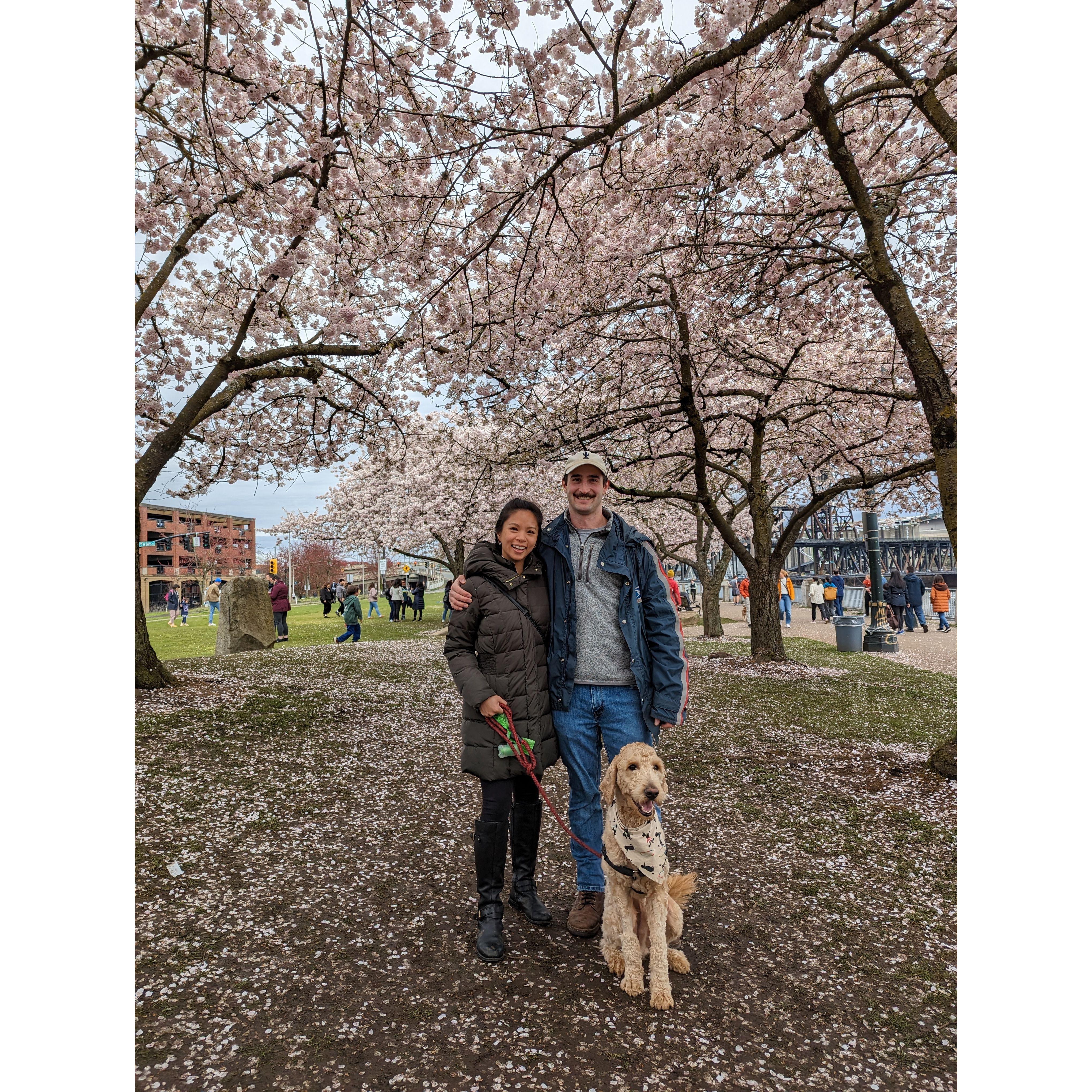 Family trip to the waterfront Japanese cherry blossoms March 2023