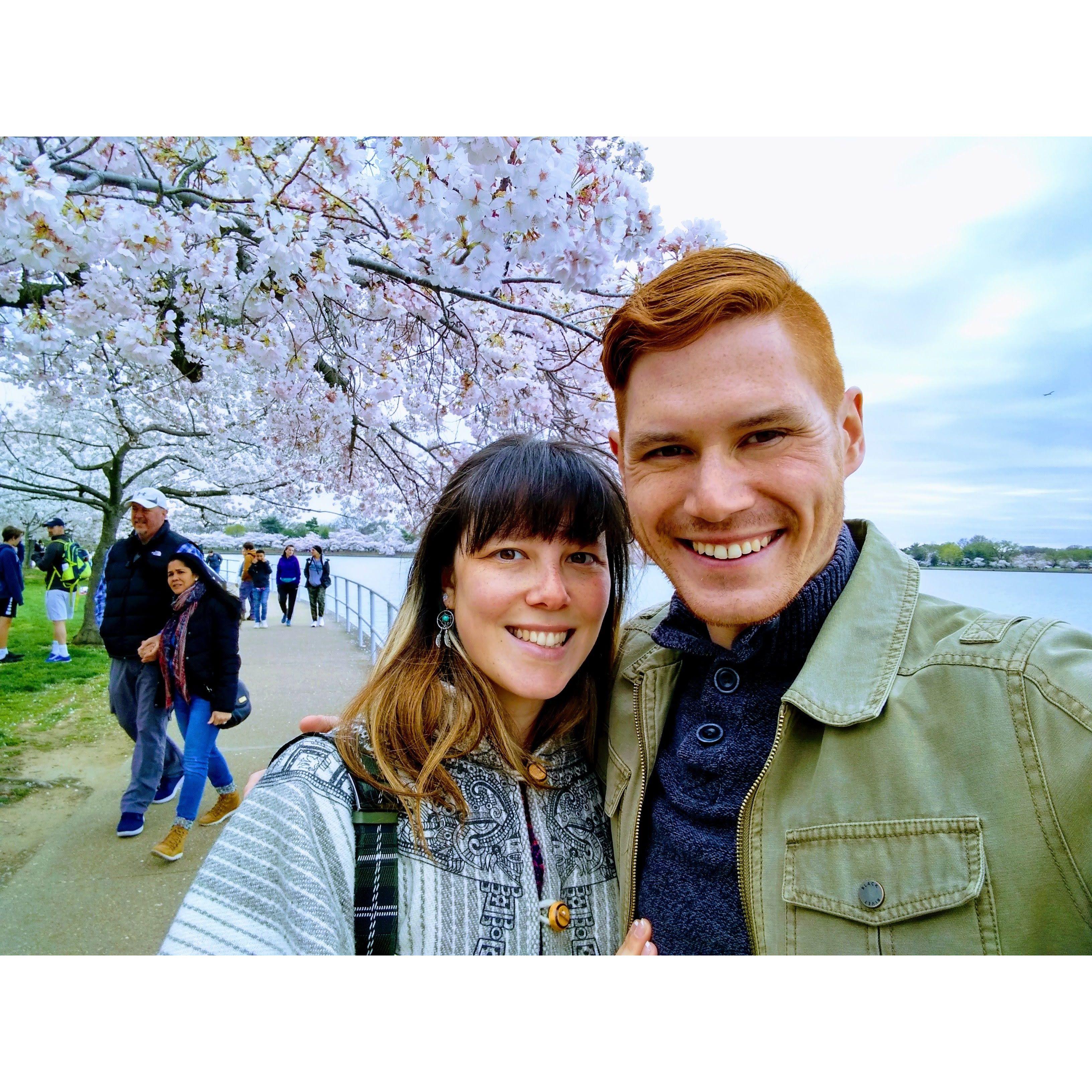 Tidal Basin, cherry trees in full bloom