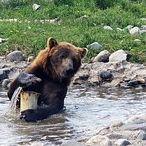 Montana Grizzly Encounter