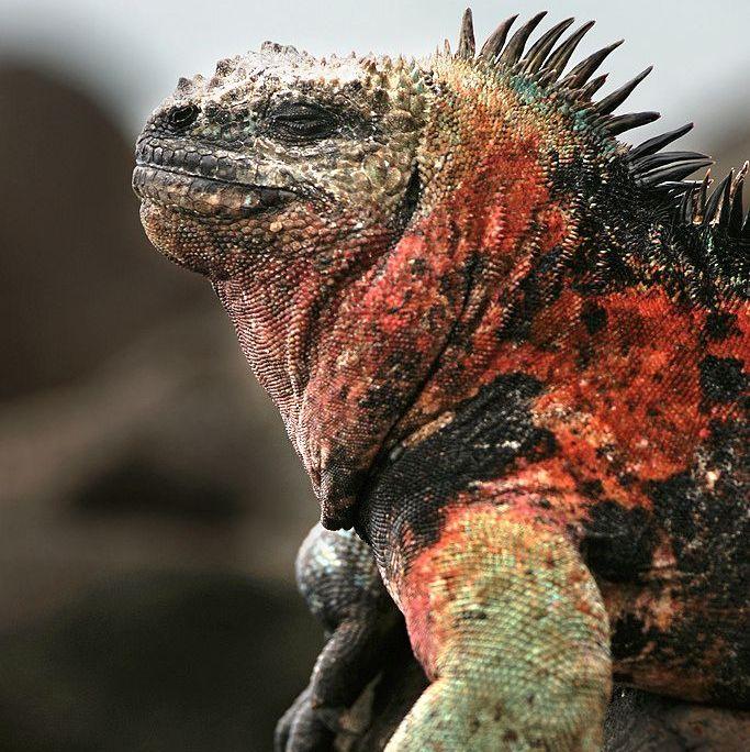 Galapagos - The Galápagos marine iguana is one of the islands’ most unique creatures, often seen warming itself on black lava rocks after a swim in the ocean. Calm and unbothered...